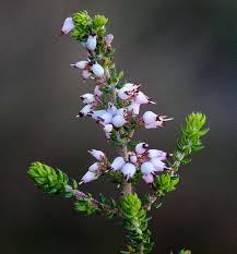Image result for Erica pleiotricha