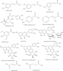 Image result for Echinops longifolius