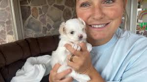 J&O Puppies Small Dog Breeds