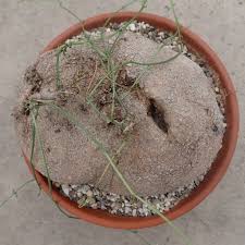 Image result for Kedrostis capensis