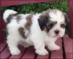 Breeder name city state address phone; 26 Teddy Bear Dog Ideas Teddy Bear Dog Bear Dog Puppies