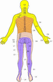 Printable Dermatome Chart Total Life Care Compounding