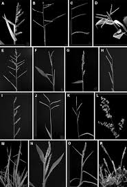 Image result for Urochloa oligobrachiata