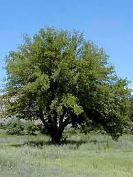 Murier Blanc Murier Commun Fruitless Morus Alba Le Jardin Du Pic Vert