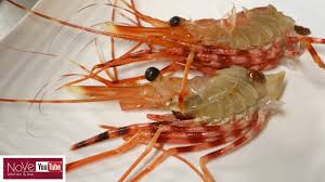 May 27, 2019 · for grilling, jumbo shrimp work best. Graphic Live Shrimp Sushi And Live Shrimp Tempura Sushi Ten Youtube