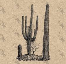 Explains how cactus survive in the desert where there is very little water. Vintage Image Desert Cactus Cacti Wild West Texas Instant Download Picture Digital Printable Clip Art Transfer Burlap I Clip Art Vintage Cactus Painting Cactus