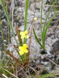 Image result for Utricularia andongensis