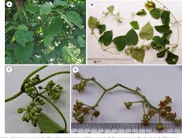 Image result for Marsdenia