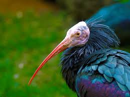 Northern Bald Ibis Rare Birds Rare Animals Colchester Zoo