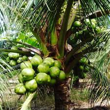 Jual kopi robusta dan arabica. Bibit Kelapa Hibrida Punjer Bibit Tanaman