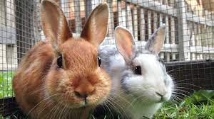 And with more than 35 years of experience protecting pets, there's nothing we haven't seen. Bunny Basics Pet Health Insurance Tips