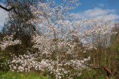 Die eberesche gehört mit einer maximalen wuchshöhe von 15 metern zu den kleineren vertretern unter den laubbäumen. Eberesche Im Garten Tipps Zu Anpflanzen Pflege Verwendung