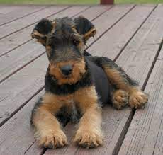 Pin By Janice Lecocq On Airedales Ours And Yours Airedale Puppy Airedale Dogs Airedale Terrier