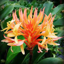 Golden Brush Ginger Heliconia Plant Plants Ginger Plant