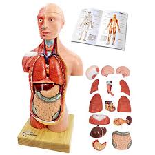 This skeleton diagram will help explain the different bones of the human body clearly. Human Body Activities For Kids
