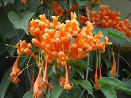 Image result for Pyrostegia