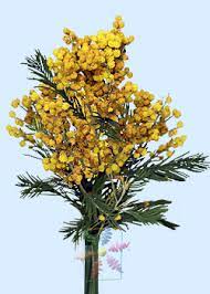 Acacia Flower Shop Best Flower Wallpaper