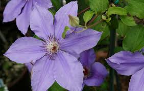 This clematis features pale blue flowers that can be up to 7 in diameter which really make for a nice show! Clematis Ramona Pepiniere Cramer Inc