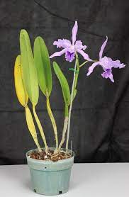 Cattleya Orchid Flower Learn How To Grow Http Www Growplants Org Growing Cattleya Cattleya Orchid Cattleya Orchids
