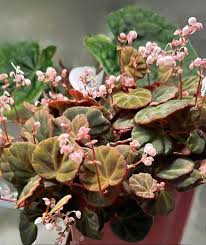 Image result for Begonia horticola