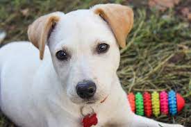 It is often hard to find liver cancer early because signs and symptoms often do not appear until it is in its later stages. Liver Disease In Dogs Causes Symptoms Stages And More