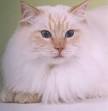 Ragdoll Cat Colors and Patterns - Ragdolls | Munchkins