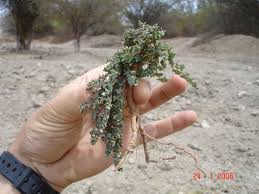 Image result for Euphorbia serpens