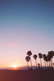 Palm Tree Sunset Abbott Kinney Nature Photography Venice Beach Travel Kelly Fiance C Nature Photography California Palm Trees Summer Nature Photography
