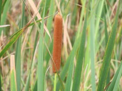 Image result for Typha capensis