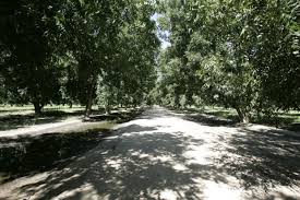 Pecan trees are native to north america and provide a valuable commercial crop. Farmers Investment Co High Water Table Could Harm Kill Pecan Trees Owners Warn News About Tucson And Southern Arizona Businesses Tucson Com