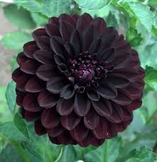 Fidalgo Blacky Flower Garden Design Dahlia Flower Zinnia Flowers