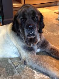 Long Haired English Mastiff English Mastiff Mastiffs Great Dane