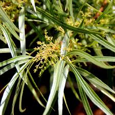 Image result for Searsia lancea