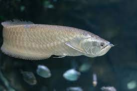 Silver Arowana Care Guide Tank Size Diet And More Fishkeeping World