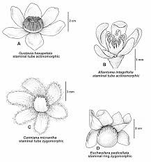 Image result for Lecythidaceae