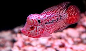Hallo guysss, kali ini saya akan membahas tentang louhan cencu dari struktur ciri ciri ikan tersebut dan cara. Jenis Ikan Louhan Paling Populer Halaman All Kompasiana Com