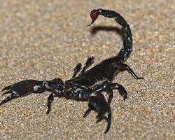 Image of العقارب Scorpionidae