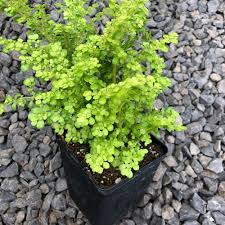 Image result for Pilea microphylla