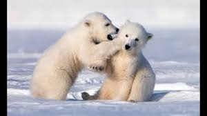 We did not find results for: Adorably Cute Polar Bear Cubs Go Sledging Youtube