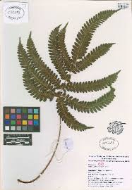 Image result for Pteris atrovirens