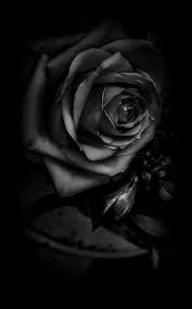 Www Pinterest Ca My Misty Morrning Mistymorrning Black Flowers Wallpaper Black Floral Wallpaper Black Rose Flower