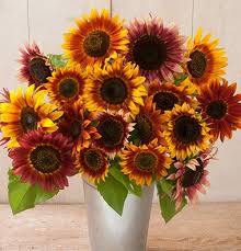Besar, biasanya berwarna kuning terang. Jual Biji Benih Bunga Matahari Sunflower Velvet Queen Di Lapak You And I Bukalapak