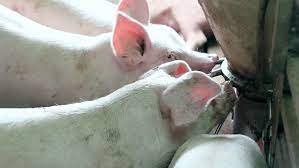 White Pigs Drinking Water From Stock Footage Video 100 Royalty Free 1215358 Shutterstock