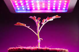 Grow Lights For Indoor Plants And Indoor Gardening An Overview Modern Farmer