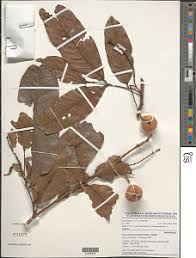 Image result for Eriocoelum microspermum