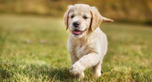 Find out which golden retriever mix is perfect for you with 41 mix breed pictures. How Much To Feed Golden Retriever Puppy 4 Week 6 Week 8 Week
