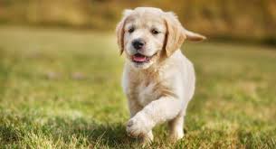 The best way to deal with golden retriever puppy behavior issue is not to let them develop in the first place. How Much To Feed Golden Retriever Puppy Feeding Chart