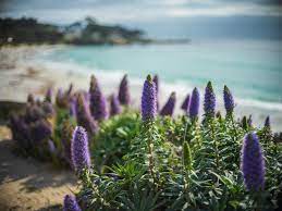 Claire tries to look at everything as they pull into the back of the office building where the computers are to be delivered. California Coast Photography Carmel Beach Echium Flowers