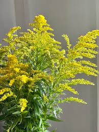 Image result for Solidago