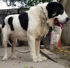 It is a pure breed dog. Shunkar Alabai Cao Romania Asiat Spirit Fci Kennel Facebook